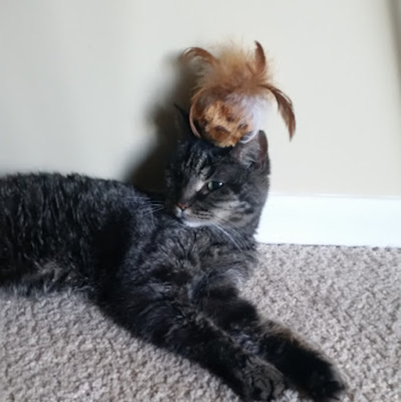 Meet your Posher, Carson - Picture 1 of 1